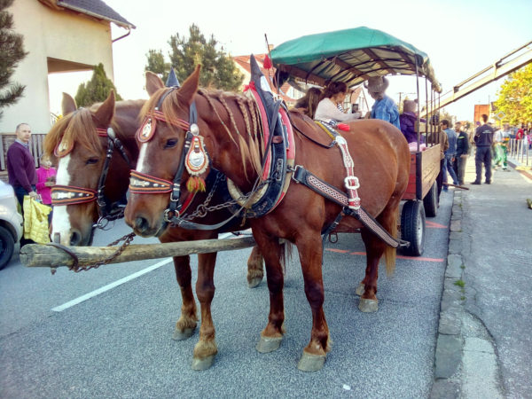 1maj-ZB-1